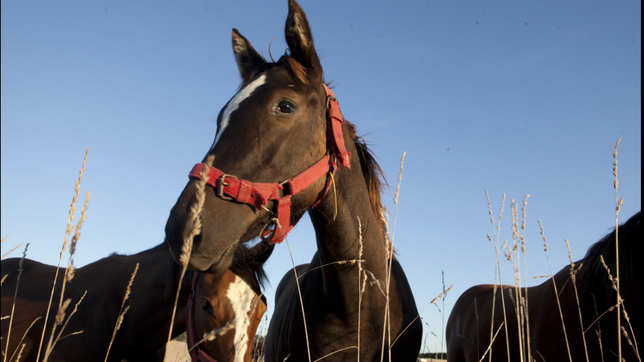 confirman la primera muerte por encefalomielitis equina en la provincia