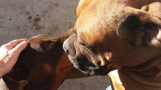 su perro escapo y estan desesperados: te buscamos por todos lados y no estas