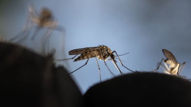 ¿donde es y que se sabe del primer brote de dengue confirmado en la provincia?