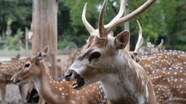 tras la muerte de dos ciervos en el ecas, crece la preocupacion por el cuidado de los animales