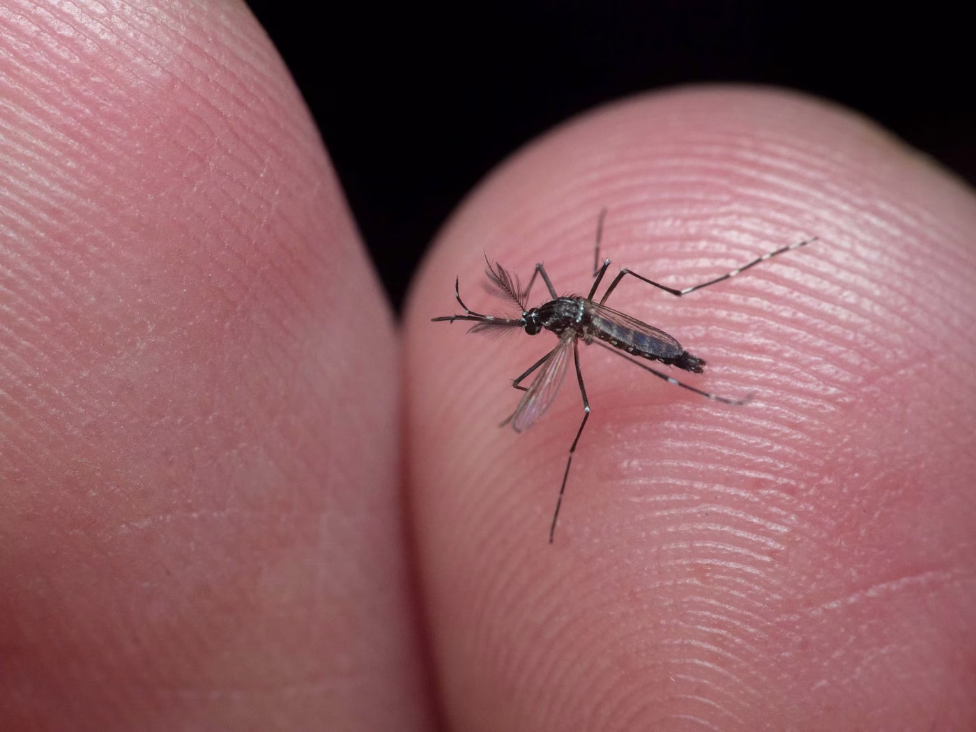 La invasión de mosquitos podría extenderse hasta 15 días más por las lluvias recientes