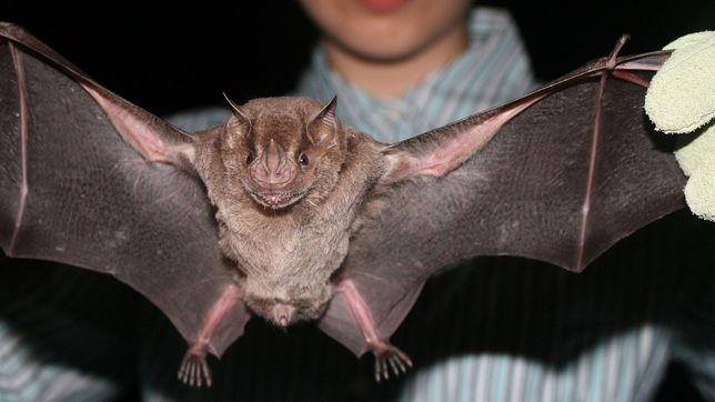 todo lo que se sabe sobre el caso sospechoso de rabia en un murcielago de la plata