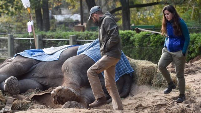 la dura frase del especialista de elefantes para explicar por que pelusa esta mal