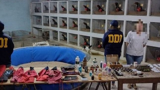 video: cayo la reina de los gallos, por organizar rinas y apuestas clandestinas