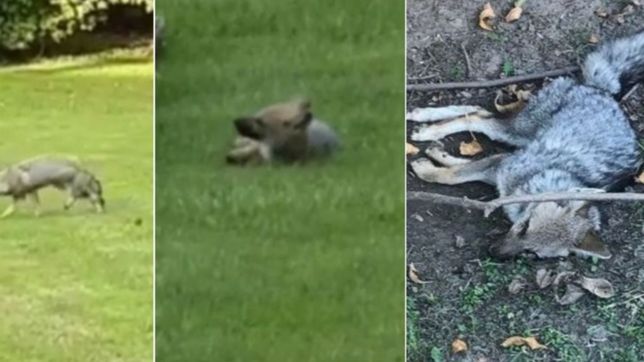 video: filmaron a varios zorros agonizando y creen que los envenenan en un country