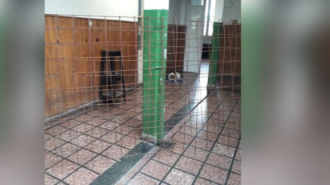 insolito: cayeron por robarse un alambrado del mercado regional de la plata