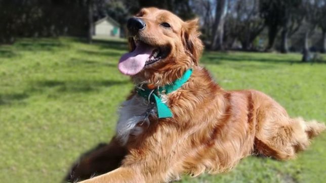 atropellaron a su perro, se dieron a la fuga y necesita ayuda para operarlo de la cadera