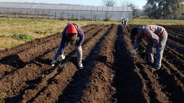 proponen que los productores que perdieron la cosecha por el frio no paguen las tasas