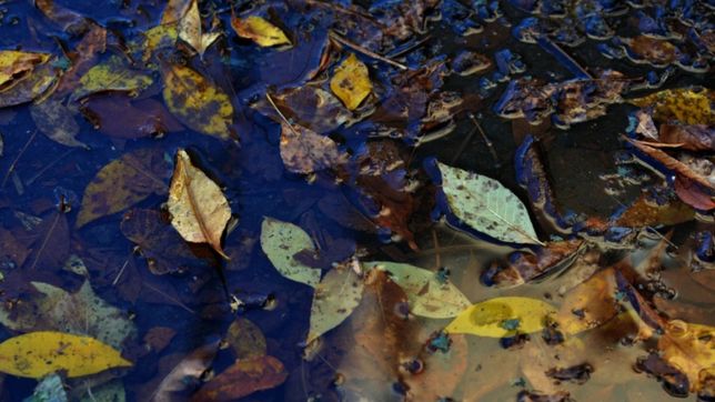 clima en la plata: jueves fresco, nublado y con probabilidades de lluvias en la ciudad