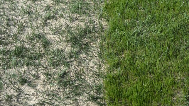 asi esta el nuevo cesped del estadio unico que inaugurara estudiantes