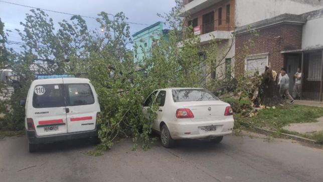 arboles caidos, autos rotos y caos de transito por las rafagas de viento en la plata
