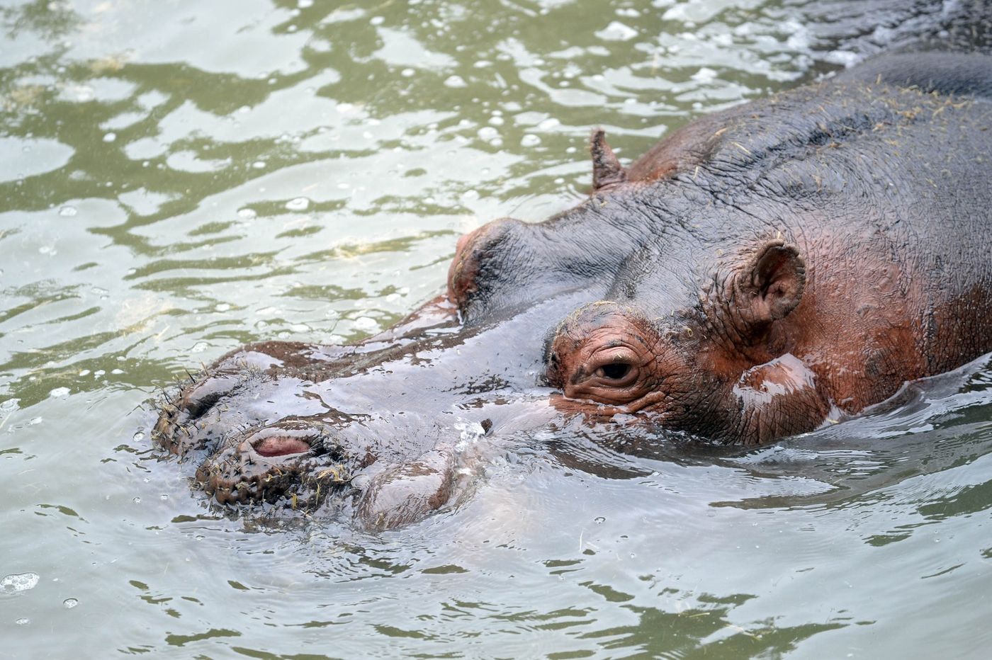 Hipólito hipopótamo de La Plata (2)