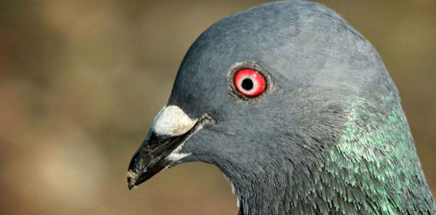 1573819268453.jpg?ow=900&y=10&width=893&scaleX=1&scaleY=1&x=3&height=447&rotate=0&oh=506&&cw=1920&ch=950