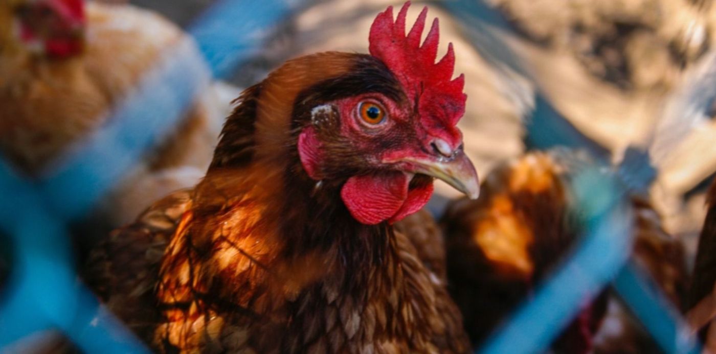 1677156135830.jpg?x=13&y=134&width=1474&height=737&rotate=0&scaleX=1&scaleY=1&ow=1500&oh=1001&&cw=1920&ch=950