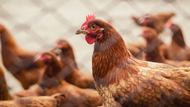 senasa confirmo los primeros casos de gripe aviar en la provincia