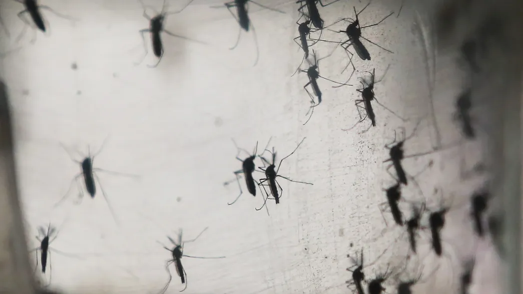 ¿Por qué los casos de dengue podrían ser más graves en el próximo brote?