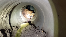 tras 2 horas de trabajo, rescataron a una perra y ocho cachorros que quedaron atrapados en un desagüe