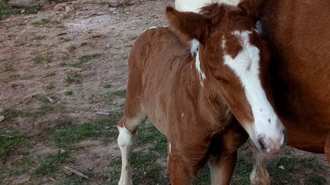 el municipio rescato a dos yeguas embarazadas y tuvieron a perseo y pancha