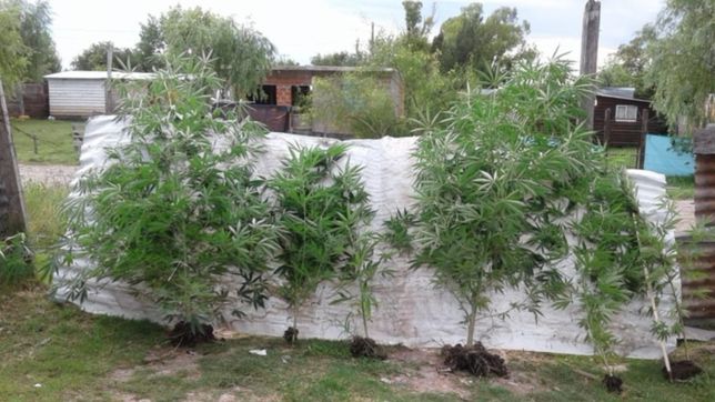 lo buscaban por robar una pelopincho y le encontraron seis plantas de marihuana