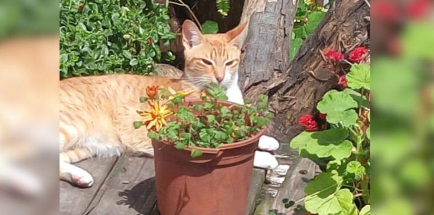 1543334189493.jpg?x=10&width=707&height=354&y=186&rotate=0&scaleX=1&scaleY=1&ow=720&oh=900&&cw=1920&ch=950