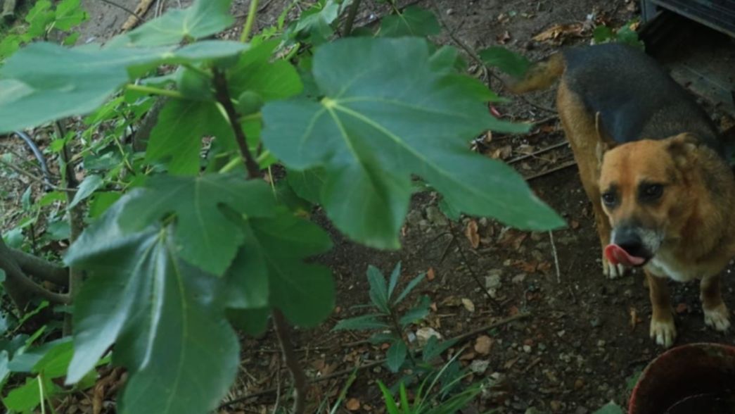 Zoofilia en La Plata: tras los reclamos, rescataron la última perra del vecino denunciado