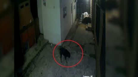 VIDEO: Así envenenaron a un perro para poder robar una quinta de La Plata