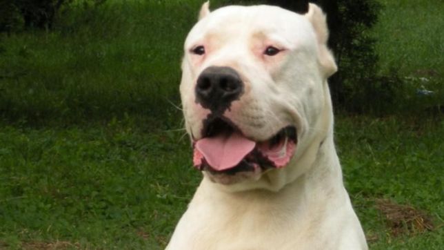 sacrificaron al perro que ataco y mato a una nena en ensenada