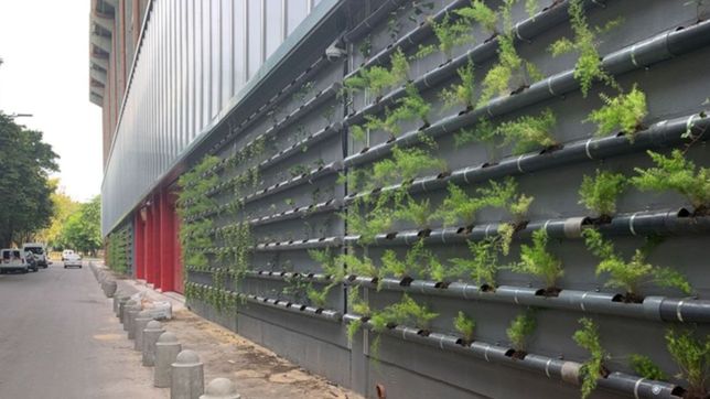 estudiantes presento sus innovadores jardines verticales en el estadio de 1 y 57