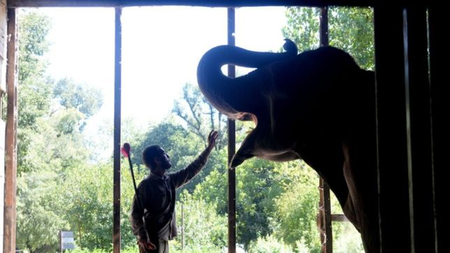un mes sin pelusa: asi es el altar que los platenses construyeron para la elefanta en el bioparque