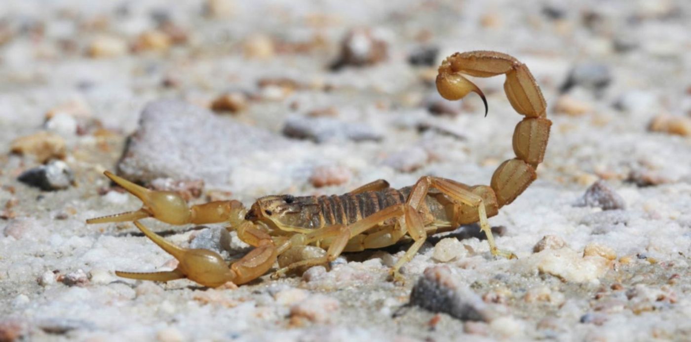 1556061214711.jpg?x=0&y=44&width=1500&height=750&rotate=0&scaleX=1&scaleY=1&ow=1500&oh=842&&cw=1920&ch=950