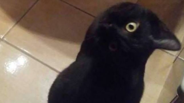 una nueva ilusion optica descoloca a todos en las redes: ¿que animal es?