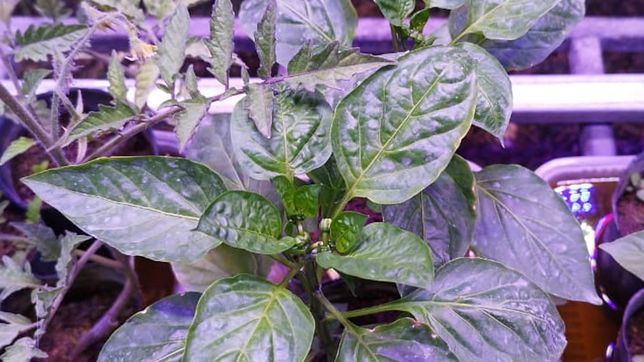 investigadores de la unlp desarrollaron iluminadores led para mejorar la produccion frutihorticola