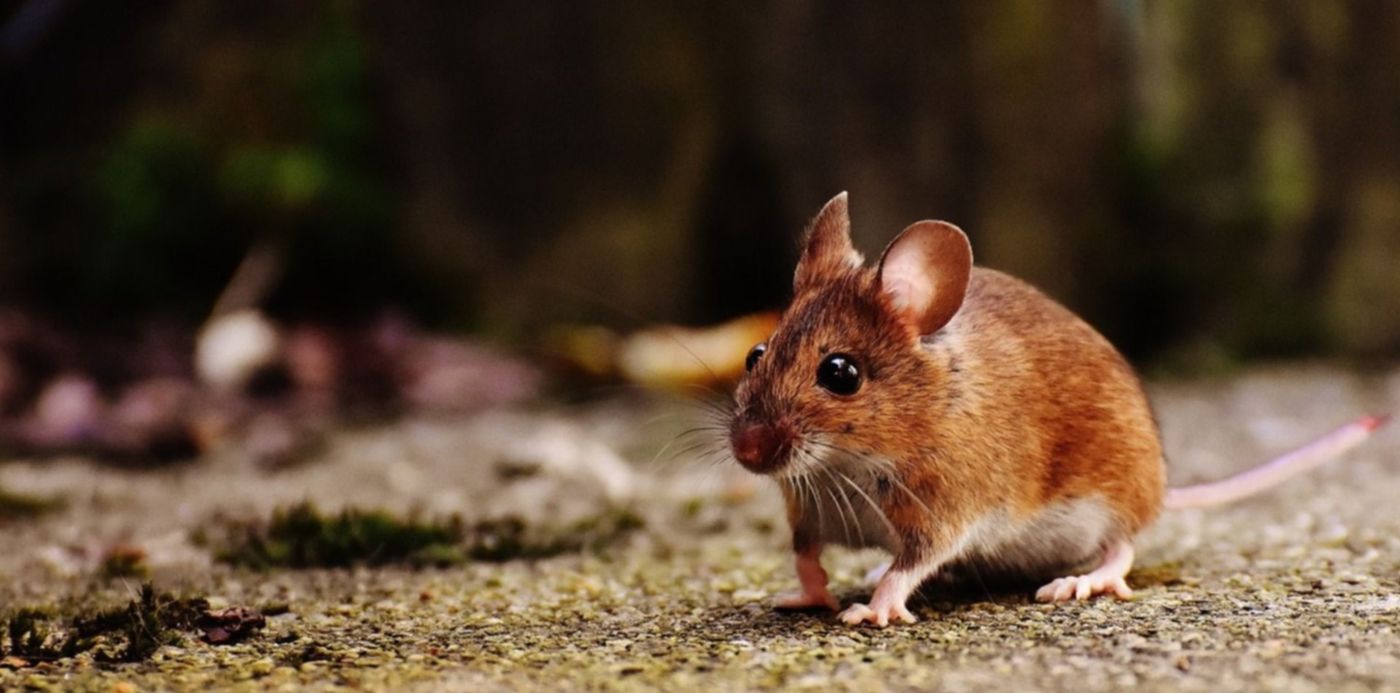 1547791822277.jpg?x=10&y=258&scaleX=1&scaleY=1&oh=1000&width=1483&height=742&rotate=0&ow=1500&&cw=1920&ch=950