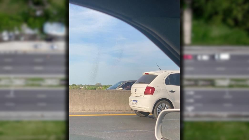 Una invasión de hormigas voladoras mantiene en alerta a La Plata: ¿qué hay detrás del fenómeno?