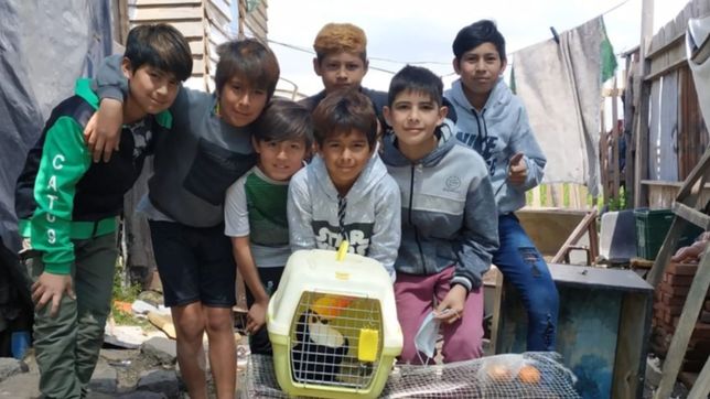 sorpresa y desconcierto: un grupo de amigos encontro un tucan en un campo de la plata