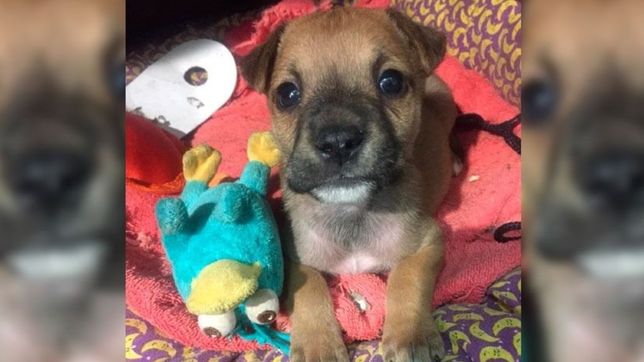 cerro su almacen y ahora vende todo lo que le quedo para ayudar a un refugio de mascotas