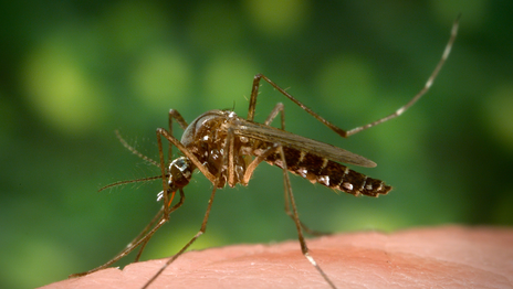 encefalomielitis equina mosquito.webp