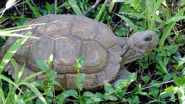 tras una campana viral en las redes aparecio piru, la tortuga perdida en la plata
