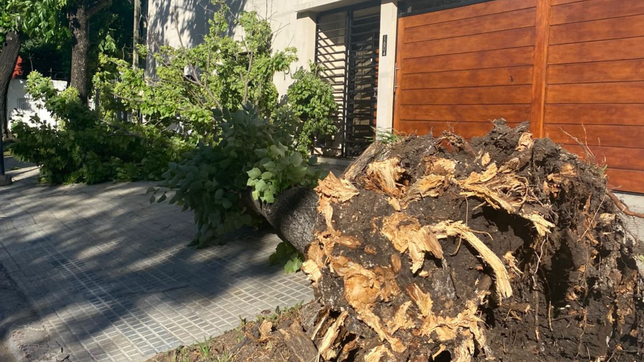 ¿cual fue el barrio de la plata donde mas viento se registro?