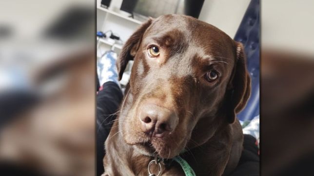 buscan a un perro desaparecido en la plata y ofrecen una recompensa de $30.000
