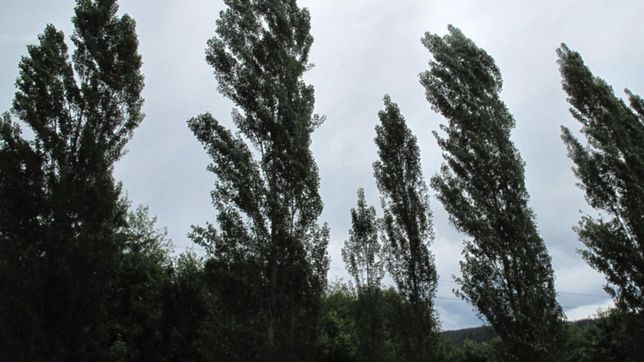 agradable, nublado y muy ventoso: asi seguira el clima en la plata