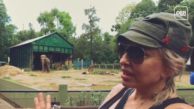 famosos y celebridades pendientes de la liberacion de la elefanta pelusa