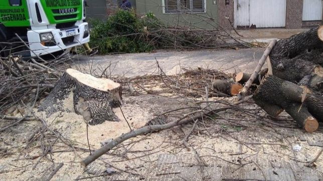 vecinos encadenados, respuesta oficial y polemica por una tala de arboles en ensenada