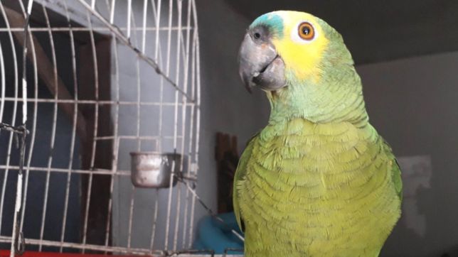video: el loro tripero tiene rival, se llama martin y canta canciones del pincha