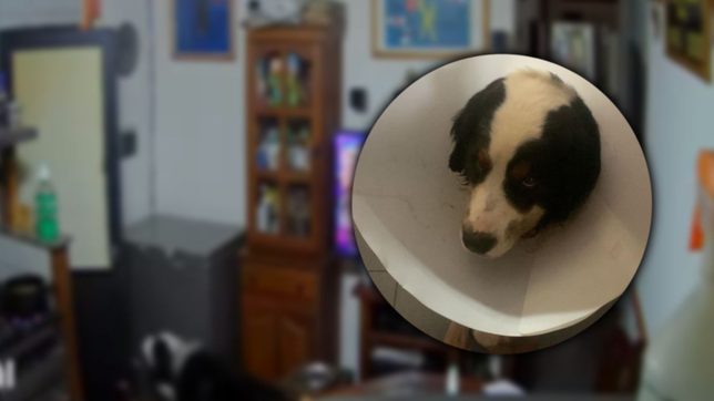 asi se recupera el perro baleado en la brutal entradera en una casa de la plata