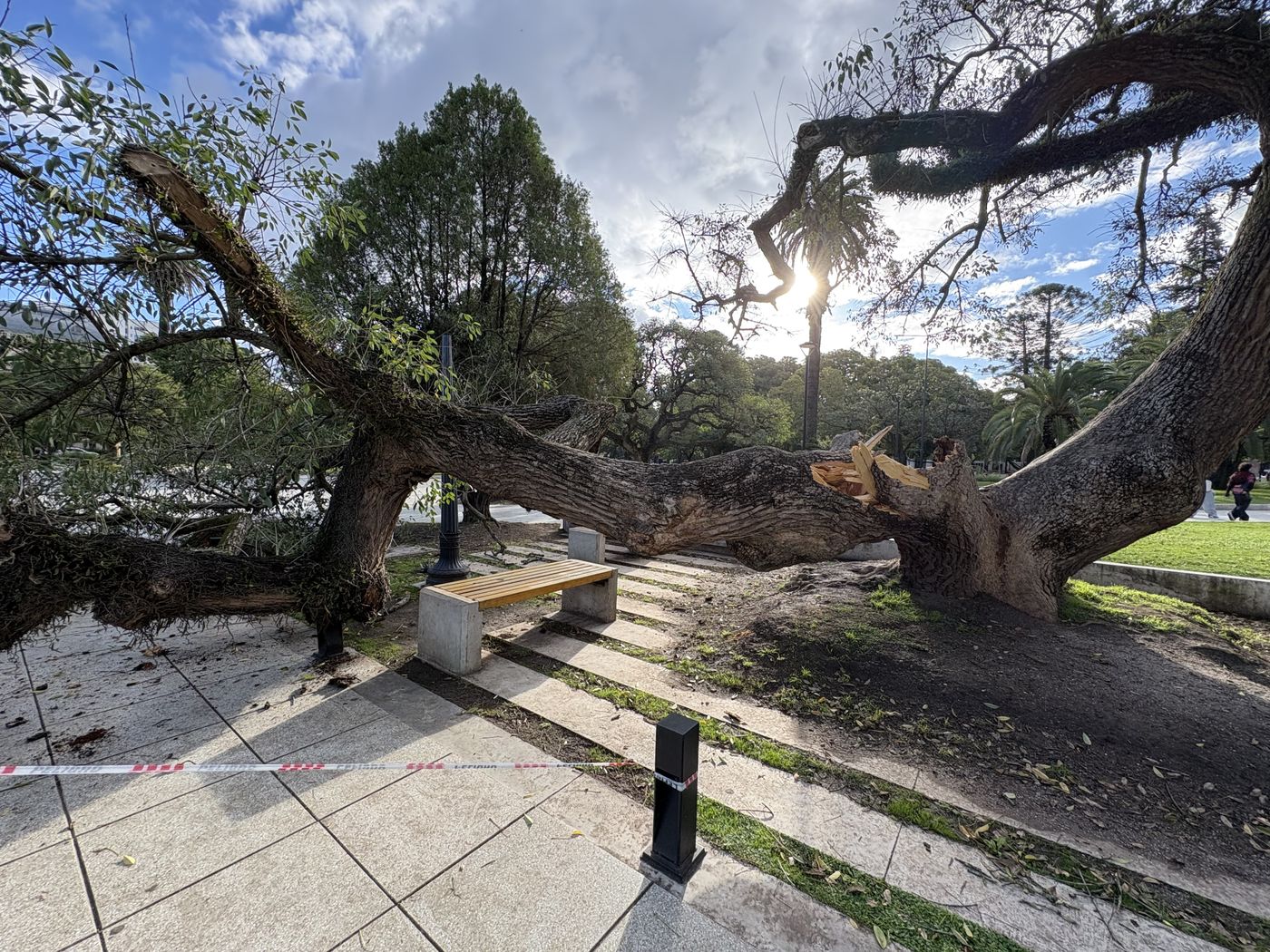 árbol caído en plaza san martín (4)