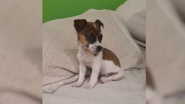 desconsuelo y recompensa: se perdio una perrita y su duena de 5 anos la esta esperando