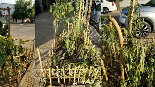 indignacion en la loma: destrozaron una huerta solidaria hecha por los vecinos para quienes no tienen que comer