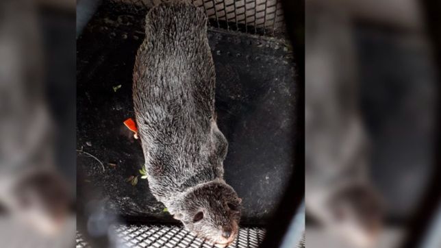 sorpresa por el hallazgo de un lobo marino bebe en las costas de berisso