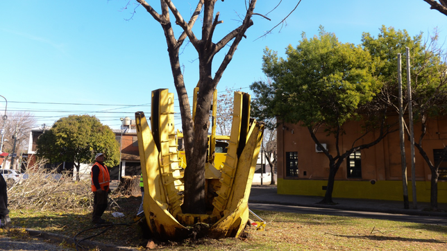 utilizaran una tecnica especial para trasplantar el arbolado de diagonal 74
